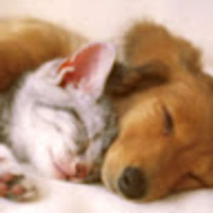 Meet your Posher, Addison